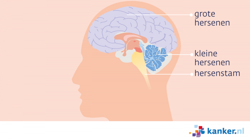 De hersenen bestaan uit de grote hersenen, de kleine hersenen en de hersenstam.