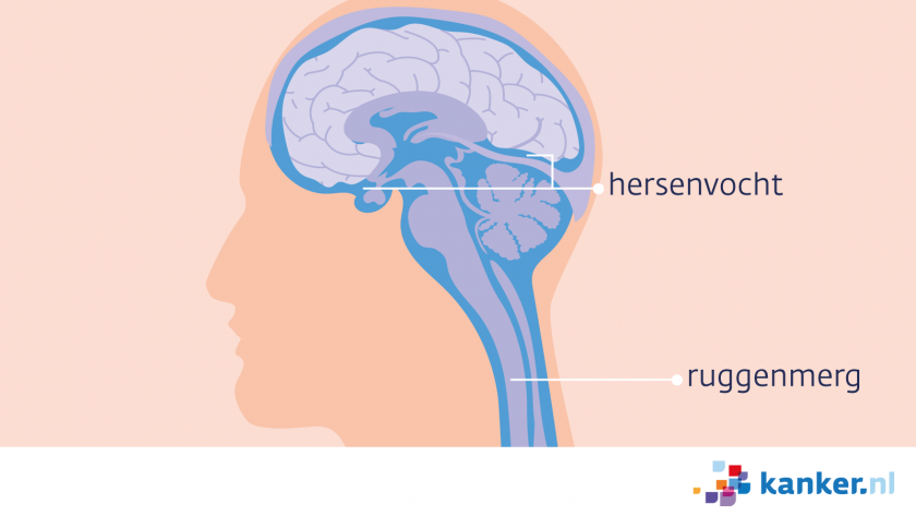 Het hersenvocht stroomt in de hersenholtes en de hersenkanalen.