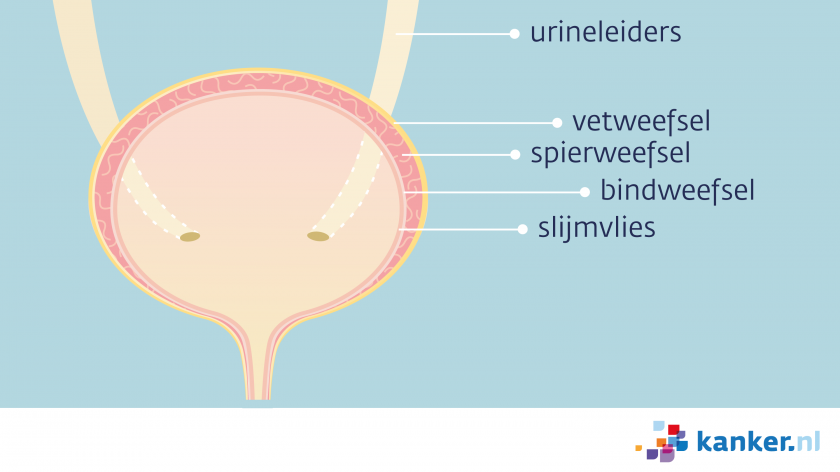 De blaaswand bestaat uit vetweefsel, spierweefsel, bindweefsel en slijmvlies. Blaaskanker ontstaat meestal in het slijmvlies.