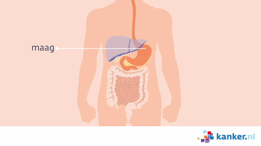 De maag zit linksboven in de buik, onder het middenrif, onder de lever en boven de darmen.