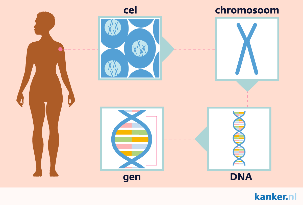 Cellen, chromosomen en genen