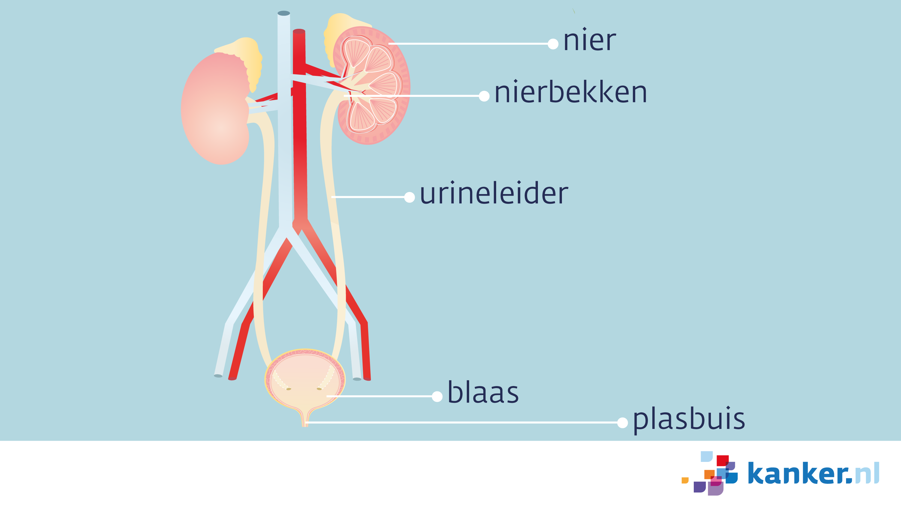 urinewegen