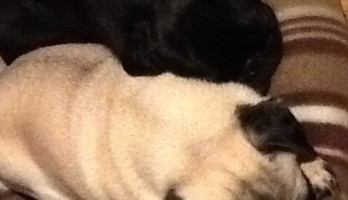 Diagnose ongeneselijke hersentumor