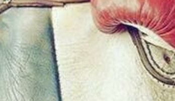 Ontkenning, of stille vechtlust?