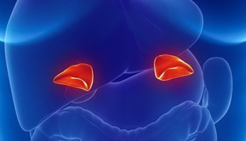 Koetjes en (bijnier) Kanker