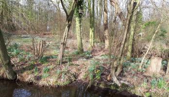 Even door de bomen het bos niet meer zien.