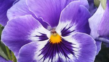 De afbeelding, van een paars met geel viooltje, wordt helaas niet getoond.