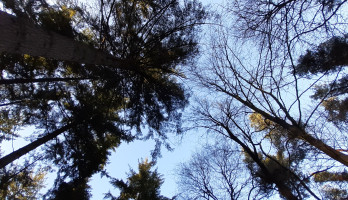 Tussen grauwe, stakerige bomen zie je de blauwe lucht.