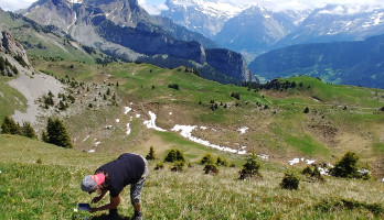 Planten fotograferen tijdens wandeling in Zwitserland