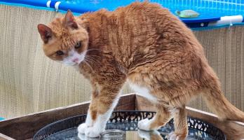 Mijn allerliefste kat die er nu niet meer is om mij te troosten