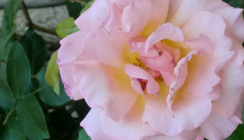 het meisje en haar prinsen