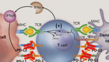 Ik doe al mijn stunts zelf