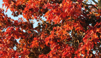 Mijn leven veranderd door baarmoederhalskanker