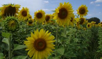 Je bepaalt zelf hoe je je leven ziet, dor of zonnig?