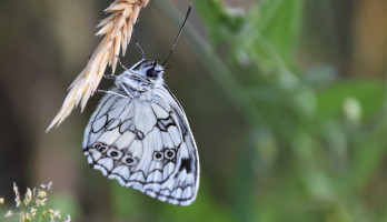 Vlinders fotograferen is één van mijn hobby's!
