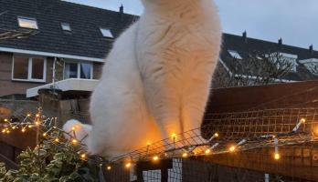 Dexter genietend van de avond geluiden geuren het leven