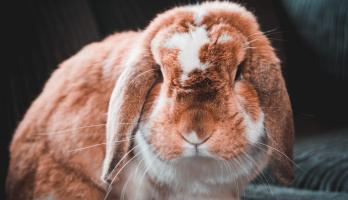 Klein lief rood konijntje🐇