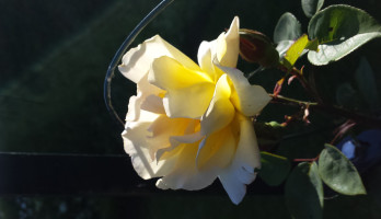 Het leven gaat niet altijd over rozen