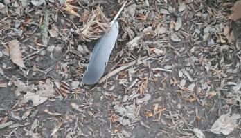 Deze grijze veer vond mijn man tijdens een wandeling 