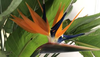 mijn lievelingsplant in bloei en ik hoop deze nog vele jaren..