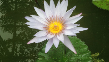 Waterlelie