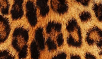 Kankerista in Panterprint!