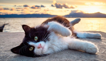 Poes bij zonsondergang