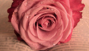 Een roos - Zo prachtig in zijn vele vormen en kleuren.