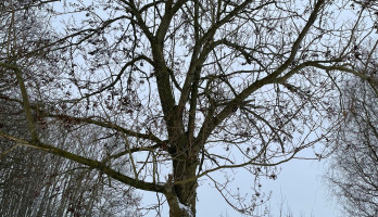 De Anna Paulownaboom in onze achtertuin 