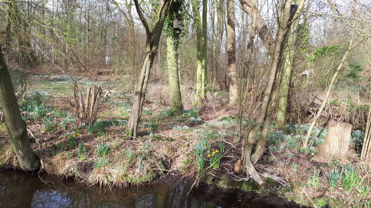 Even door de bomen het bos niet meer zien.