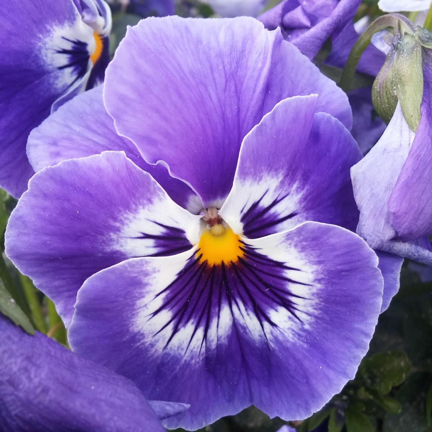 De afbeelding, van een paars met geel viooltje, wordt helaas niet getoond.