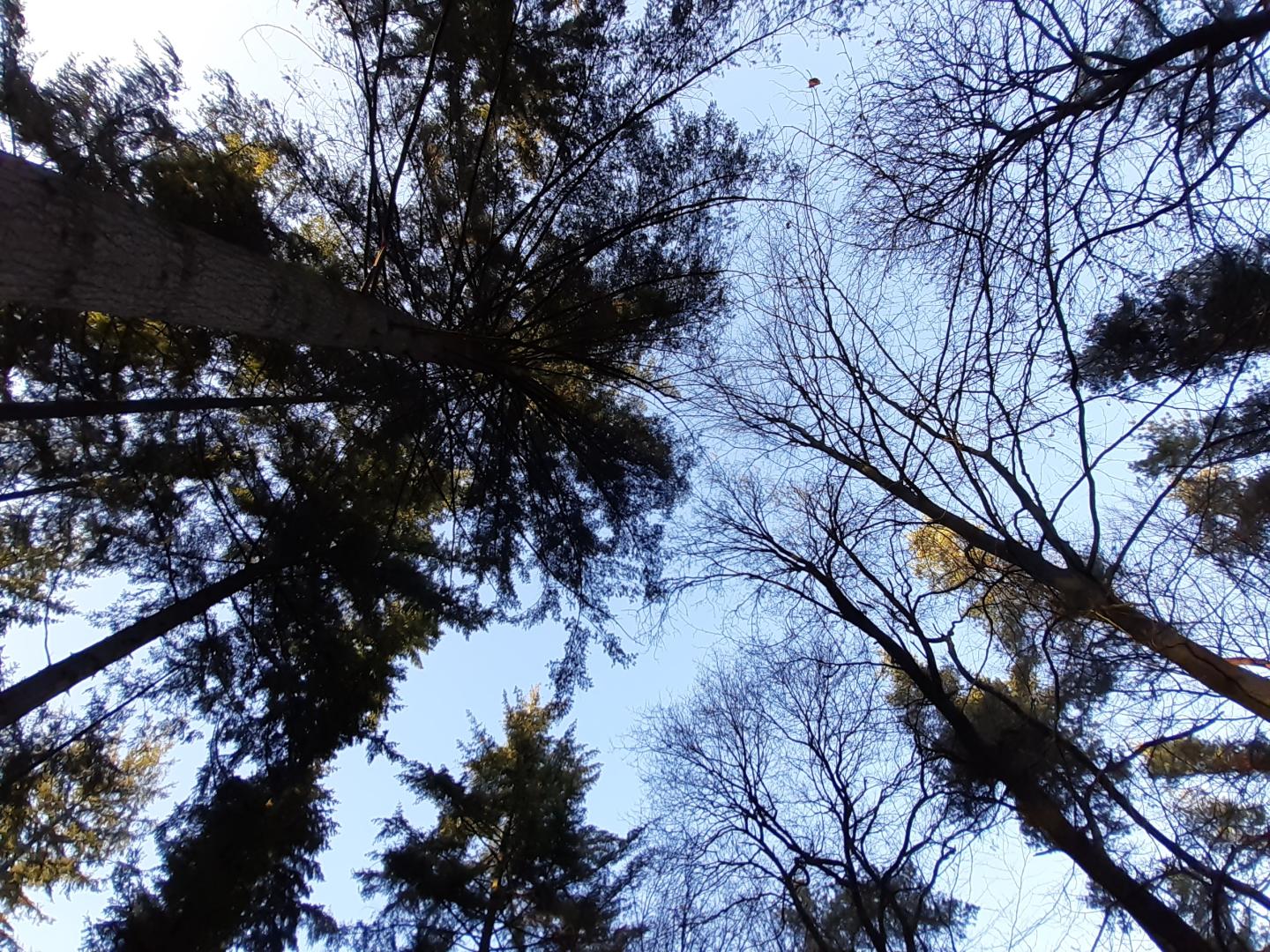 Tussen grauwe, stakerige bomen zie je de blauwe lucht.