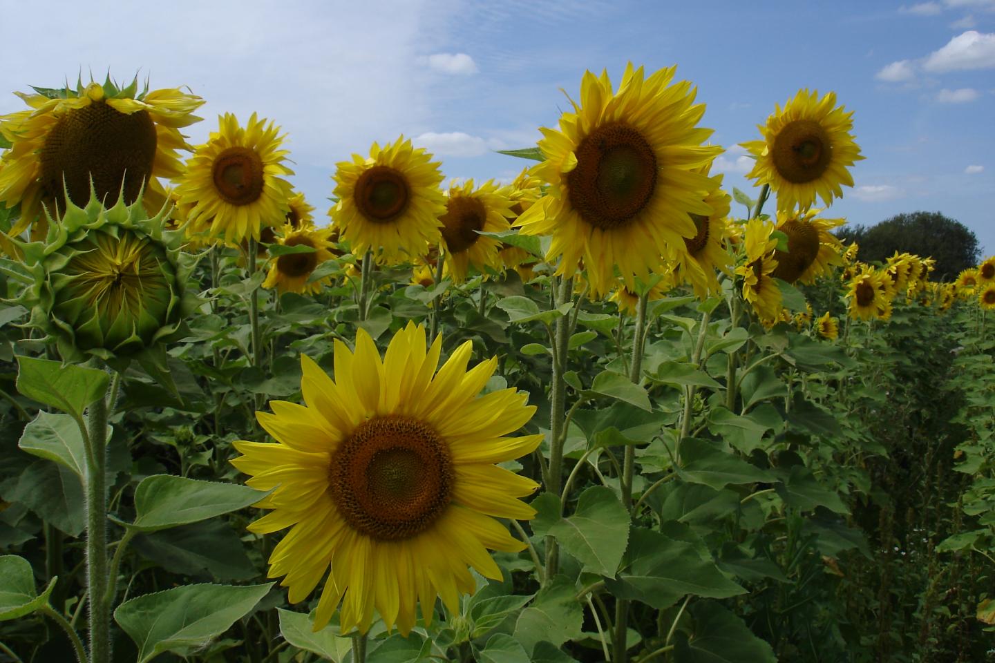 Je bepaalt zelf hoe je je leven ziet, dor of zonnig?