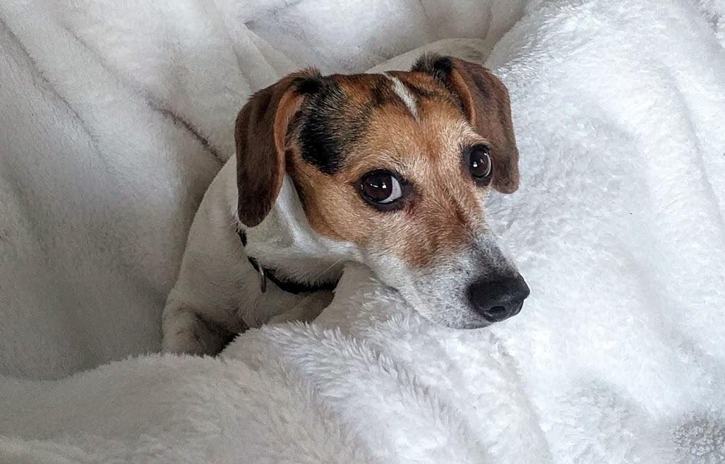 Mijn hondje angel
