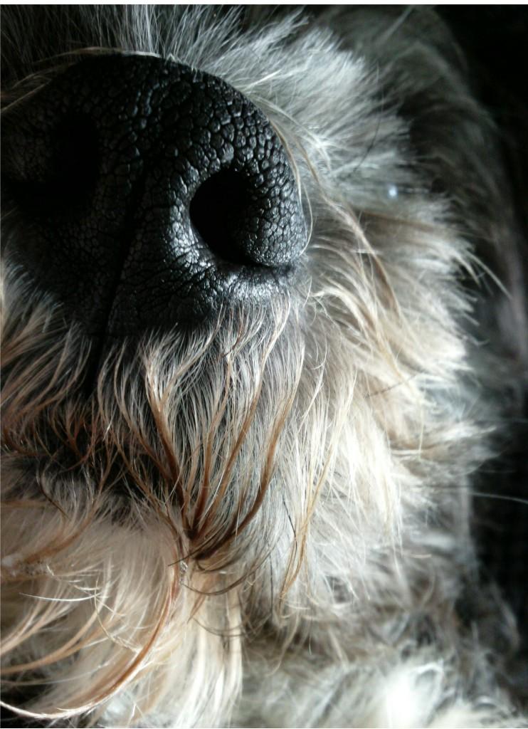 Mijn hondje waarmee ik ben opgegroeid. Vorig jaar afscheid van moeten nemen..