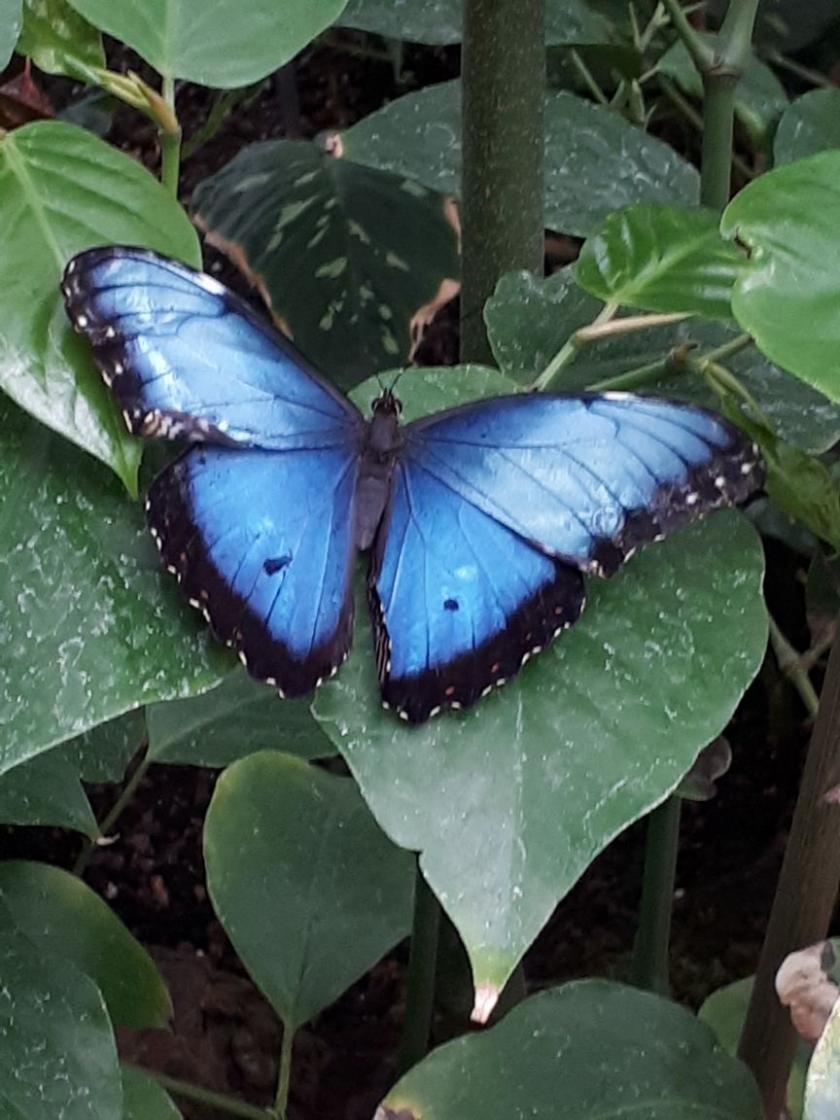 mooie vlinder
