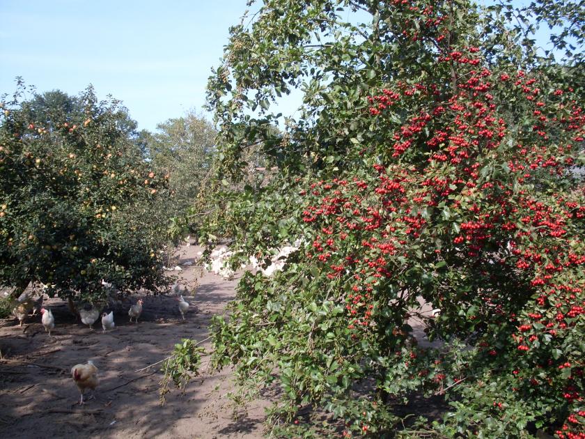 Puur natuur