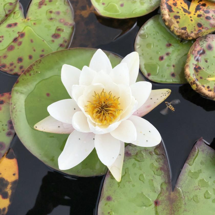 Prachtige lotusbloem