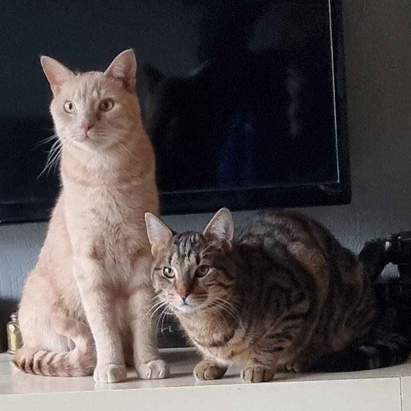 Mijn katertjes Joey en Sam