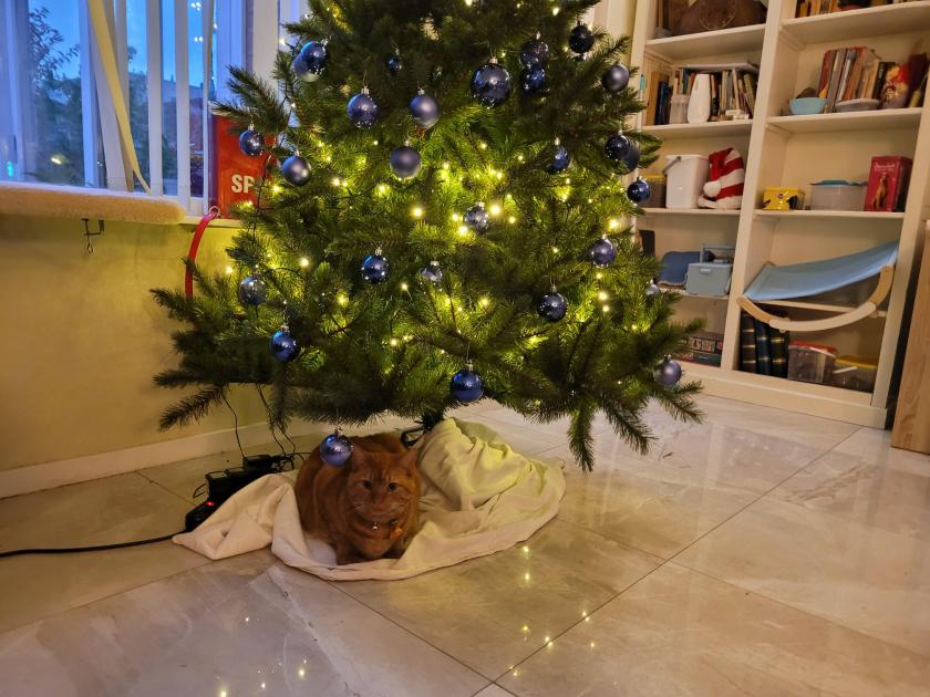 Karel onder de kerstboom