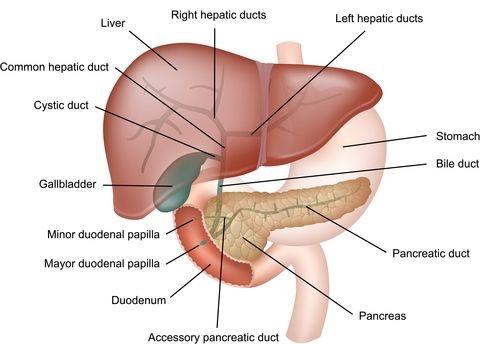 zo ziet t eruit. waar de streep van de pancreas eindigt op de pancreas zit mijn bultje