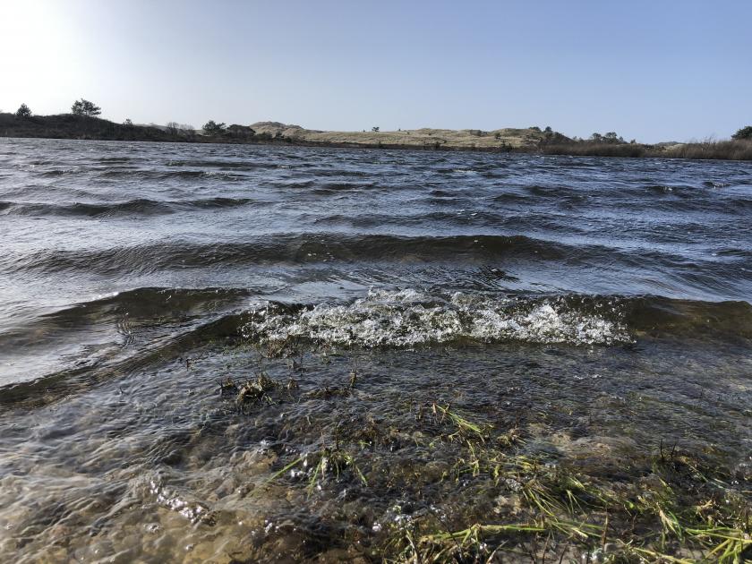 Vogelmeer windkracht 8, Schoorlse Duinen.
