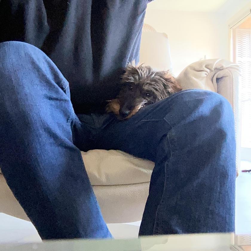 Honden en teckels in het bijzonder…onmisbaar!