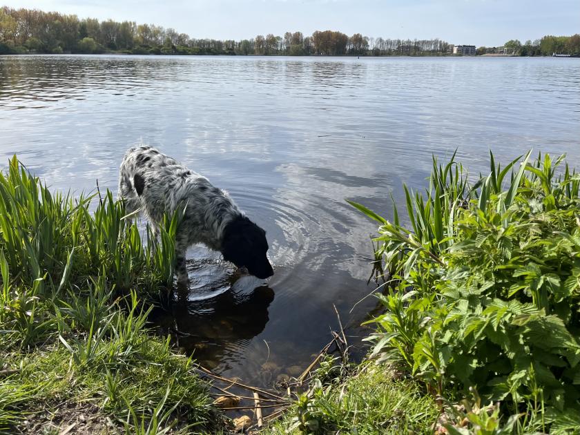 Met onze Stabij Molly naar de Vlietlanden