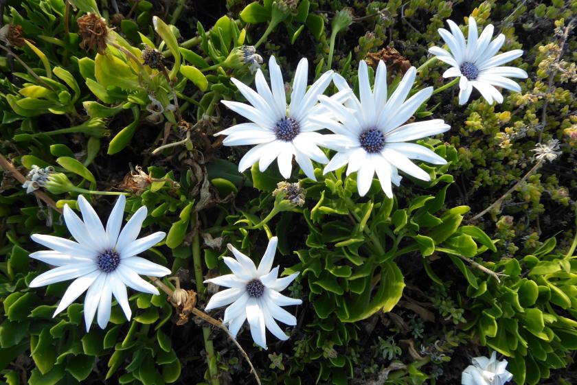 klein geluk, groot geluk