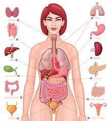 Anatomische afbeelding vrouwenlichaam