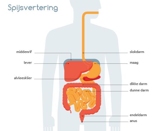 Spijsvertering