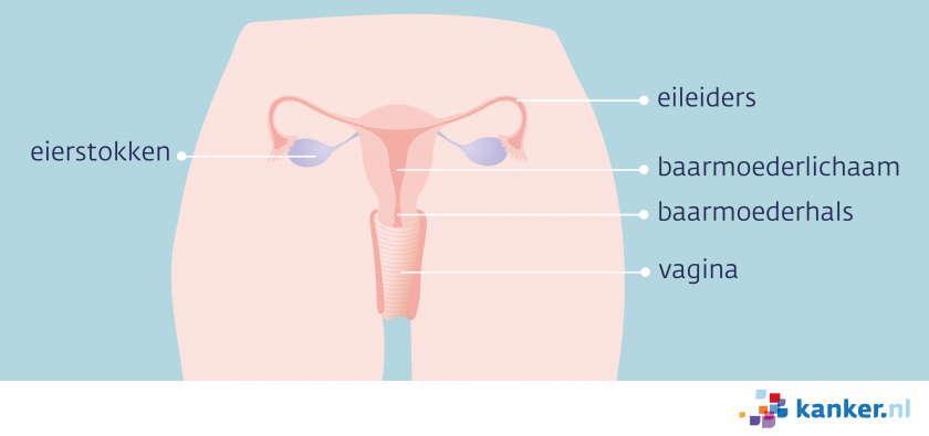 De inwendige vrouwelijke geslachtsorganen bestaan uit de eierstokken, de eileiders, het baarmoederlichaam, de baarmoederhals en de vagina