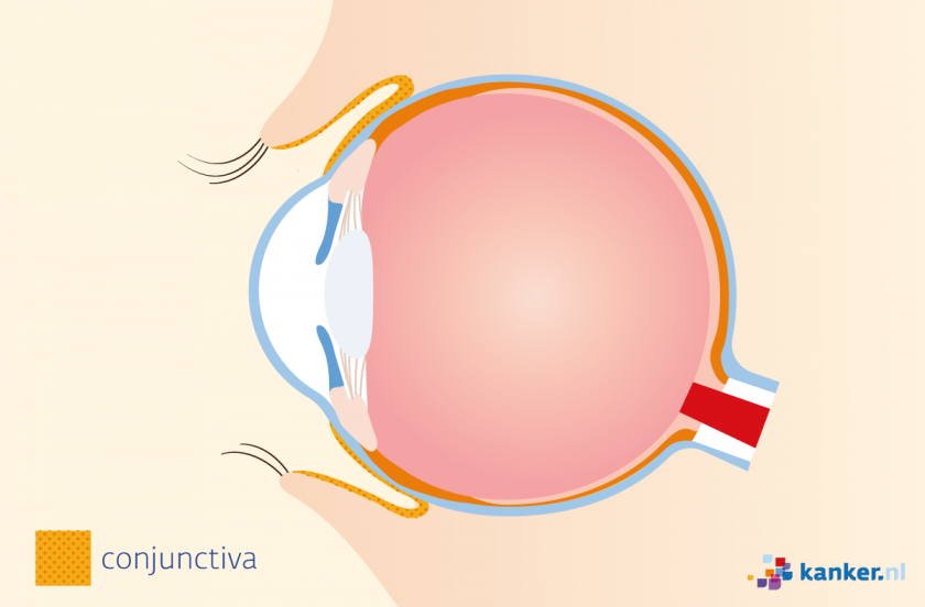Rond het oog en aan de binnenkant van de oogleden zit een beschermend slijmvlies: het oogslijmvlies (conjunctiva).