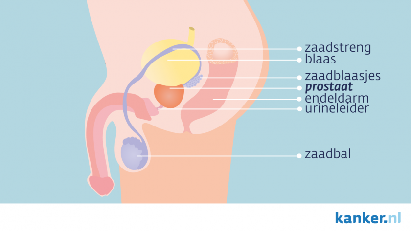 De prostaat is een klein orgaan dat onder de blaas ligt en voor de endeldarm.
